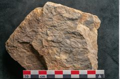 Foto (Detailansicht) von Asterophyllites equisetiformis Br. (NHMW-GEO-2024-0188-11004)
